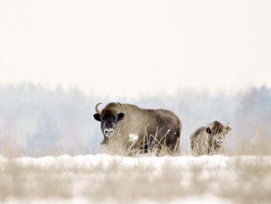 SIRVIS na niepogodę, zdjęcie: DZICZENIE.PL - SIRVIS - Suwalszczyzna