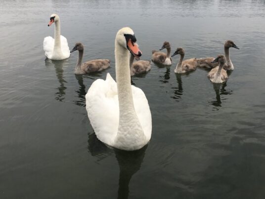 SIRVIS na wodzie, zdjęcie: natura - SIRVIS - jezioro Serwy - Suwalszczyzna