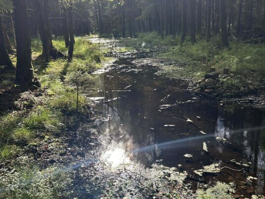 SIRVIS okolice, zdjęcie: lasy - SIRVIS - Suwalszczyzna